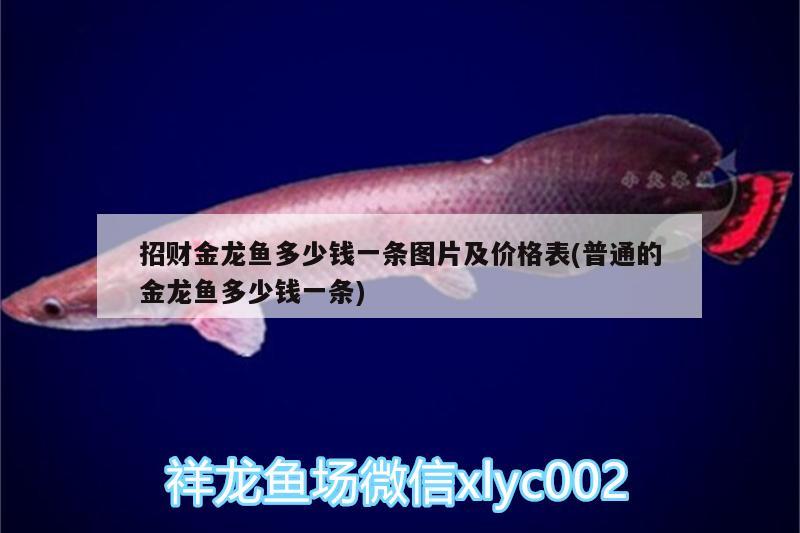 招財金龍魚多少錢一條圖片及價格表(普通的金龍魚多少錢一條)