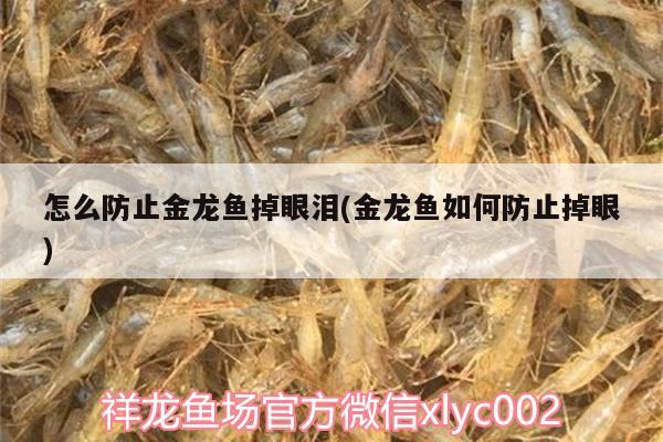 怎么防止金龍魚掉眼淚(金龍魚如何防止掉眼)