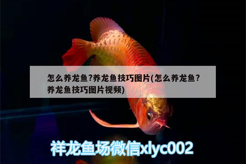 怎么養(yǎng)龍魚(yú)?養(yǎng)龍魚(yú)技巧圖片(怎么養(yǎng)龍魚(yú)?養(yǎng)龍魚(yú)技巧圖片視頻)