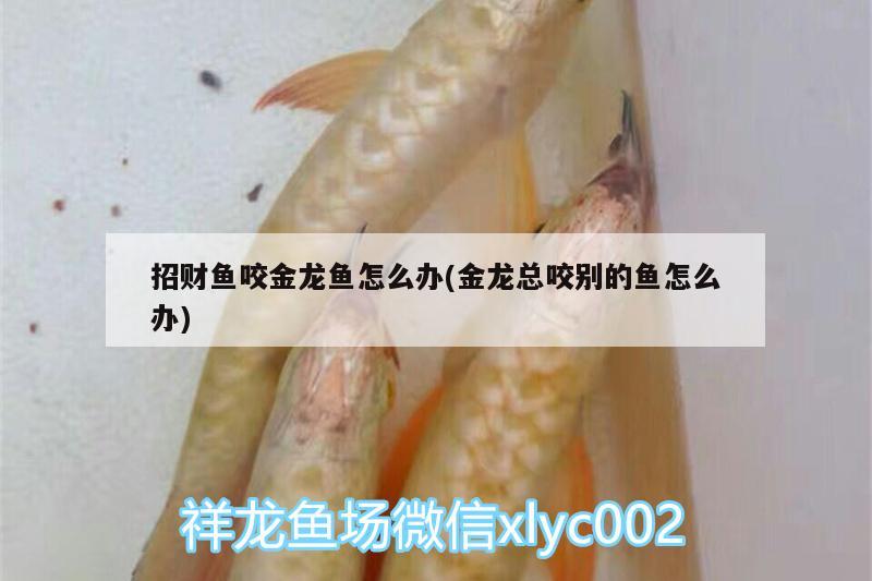 招財(cái)魚咬金龍魚怎么辦(金龍總咬別的魚怎么辦)