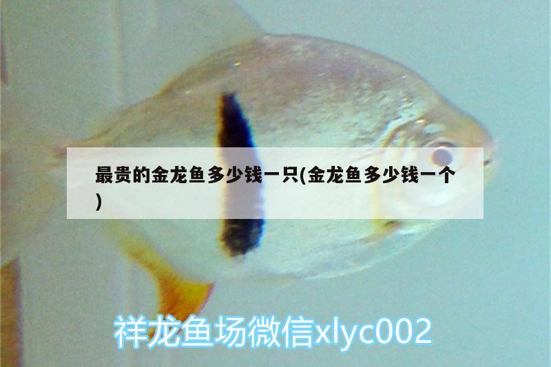 最貴的金龍魚多少錢一只(金龍魚多少錢一個) 元寶鯽