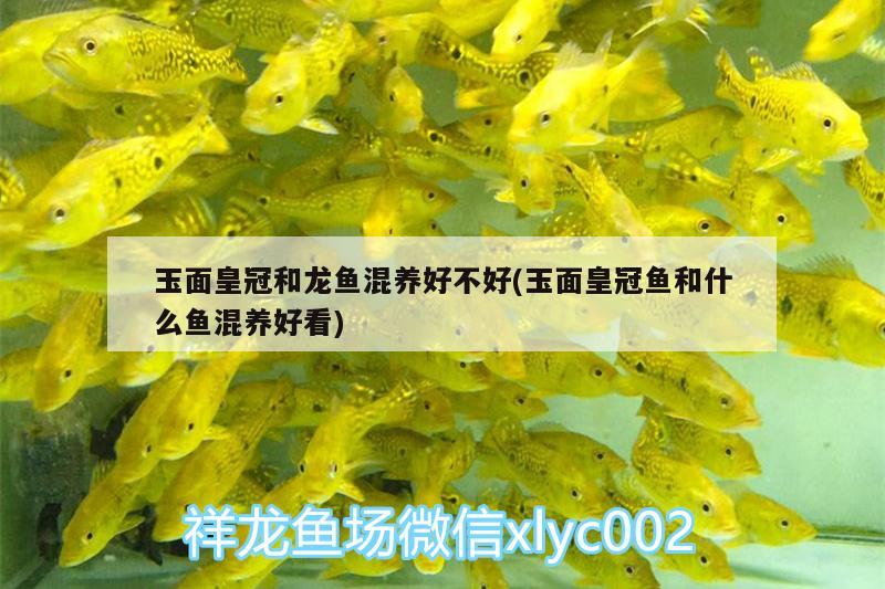 玉面皇冠和龍魚混養(yǎng)好不好(玉面皇冠魚和什么魚混養(yǎng)好看) 申古三間魚