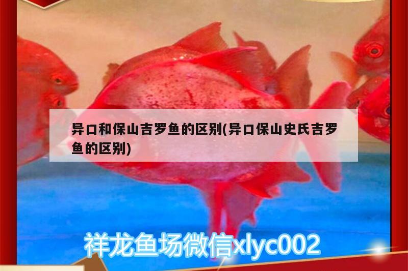 異口和保山吉羅魚的區(qū)別(異口保山史氏吉羅魚的區(qū)別) 吉羅魚批發(fā)