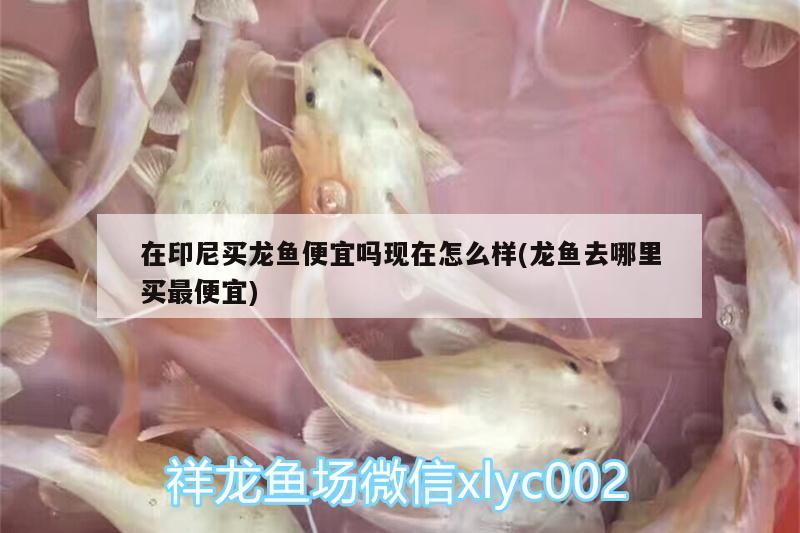 在印尼買龍魚(yú)便宜嗎現(xiàn)在怎么樣(龍魚(yú)去哪里買最便宜) 黃金招財(cái)貓魚(yú)