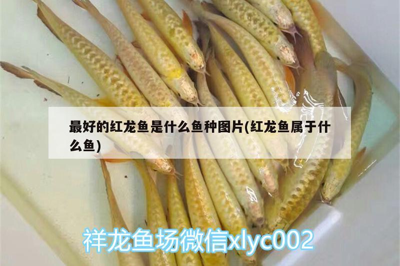 最好的紅龍魚(yú)是什么魚(yú)種圖片(紅龍魚(yú)屬于什么魚(yú)) 白子黃化銀龍魚(yú)