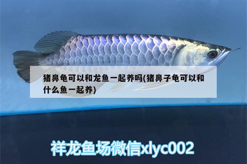 豬鼻龜可以和龍魚一起養(yǎng)嗎(豬鼻子龜可以和什么魚一起養(yǎng))