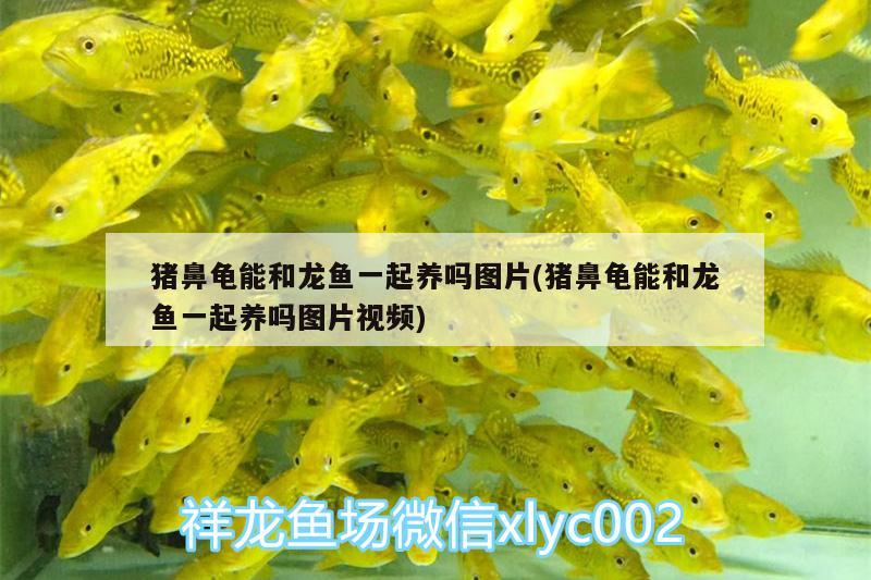 豬鼻龜能和龍魚一起養(yǎng)嗎圖片(豬鼻龜能和龍魚一起養(yǎng)嗎圖片視頻) 豬鼻龜