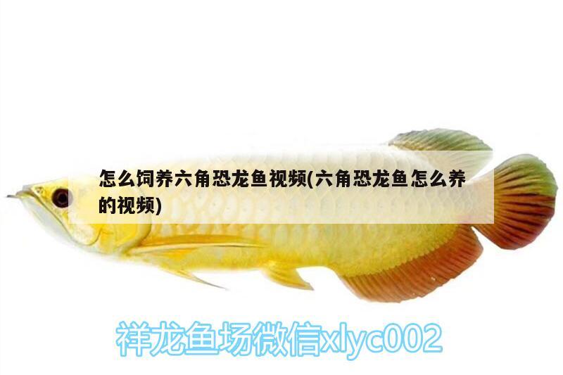 怎么飼養(yǎng)六角恐龍魚視頻(六角恐龍魚怎么養(yǎng)的視頻)