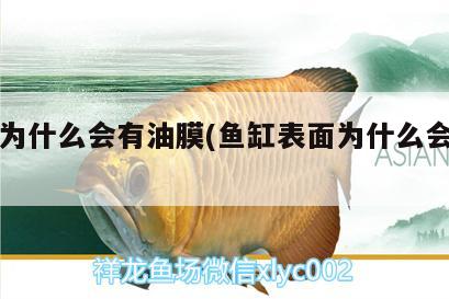 魚缸為什么會有油膜(魚缸表面為什么會有油膜) 白子球鯊魚