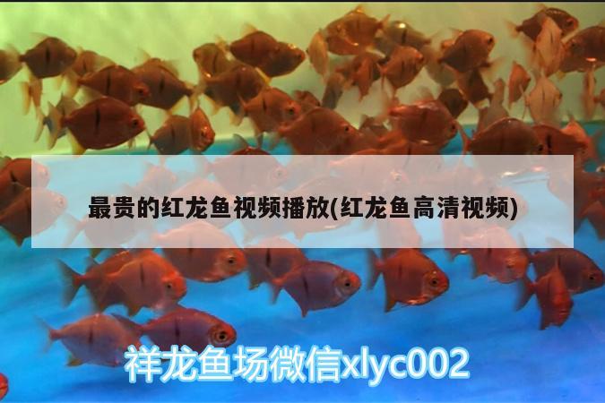 最貴的紅龍魚視頻播放(紅龍魚高清視頻) 麥肯斯銀版魚