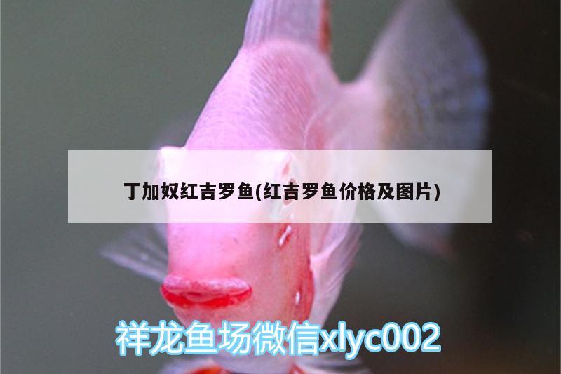 丁加奴紅吉羅魚(紅吉羅魚價(jià)格及圖片) 魚缸等水族設(shè)備