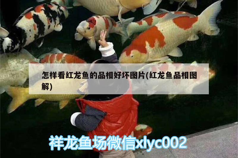 怎樣看紅龍魚的品相好壞圖片(紅龍魚品相圖解) 紅龍福龍魚