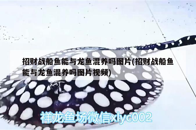 招財(cái)戰(zhàn)船魚能與龍魚混養(yǎng)嗎圖片(招財(cái)戰(zhàn)船魚能與龍魚混養(yǎng)嗎圖片視頻) 招財(cái)戰(zhàn)船魚