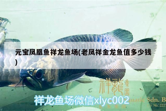 元寶鳳凰魚祥龍魚場(老鳳祥金龍魚值多少錢)