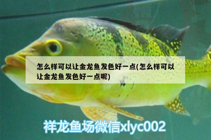 怎么樣可以讓金龍魚發(fā)色好一點(diǎn)(怎么樣可以讓金龍魚發(fā)色好一點(diǎn)呢) 肥料 第2張