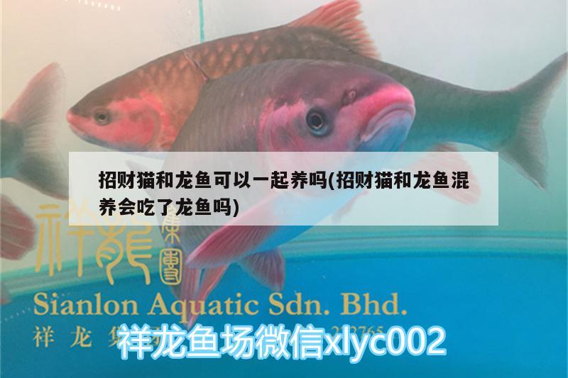 招財(cái)貓和龍魚可以一起養(yǎng)嗎(招財(cái)貓和龍魚混養(yǎng)會(huì)吃了龍魚嗎) 觀賞魚水族批發(fā)市場(chǎng)