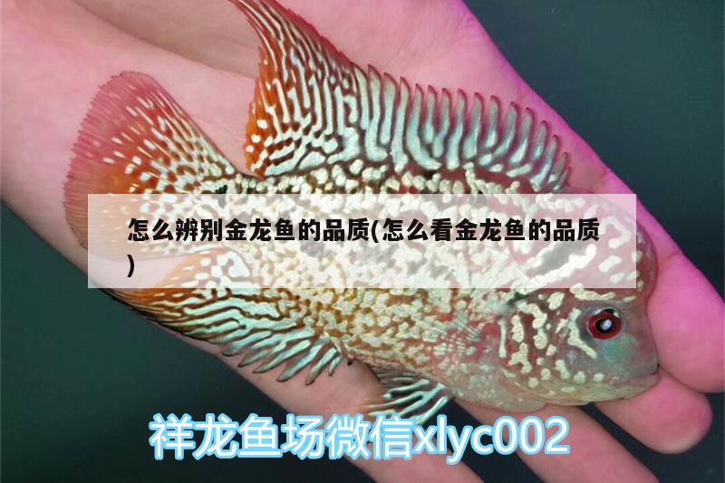 怎么辨別金龍魚的品質(zhì)(怎么看金龍魚的品質(zhì))