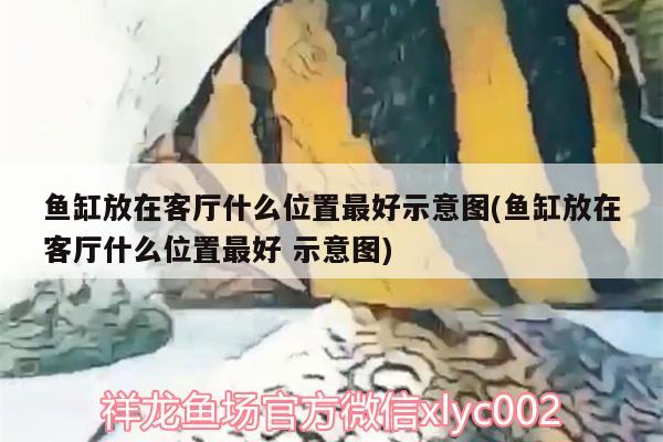 魚(yú)缸放在客廳什么位置最好示意圖(魚(yú)缸放在客廳什么位置最好示意圖) 高背金龍魚(yú)