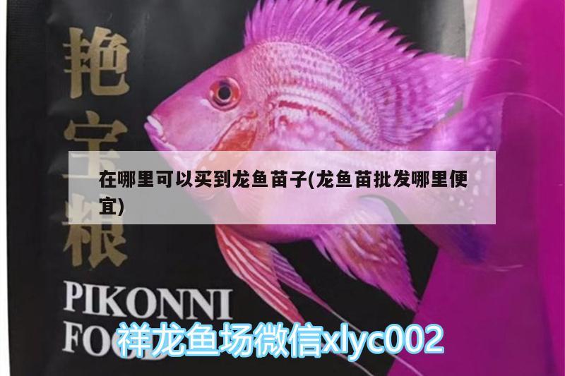 在哪里可以買到龍魚苗子(龍魚苗批發(fā)哪里便宜)