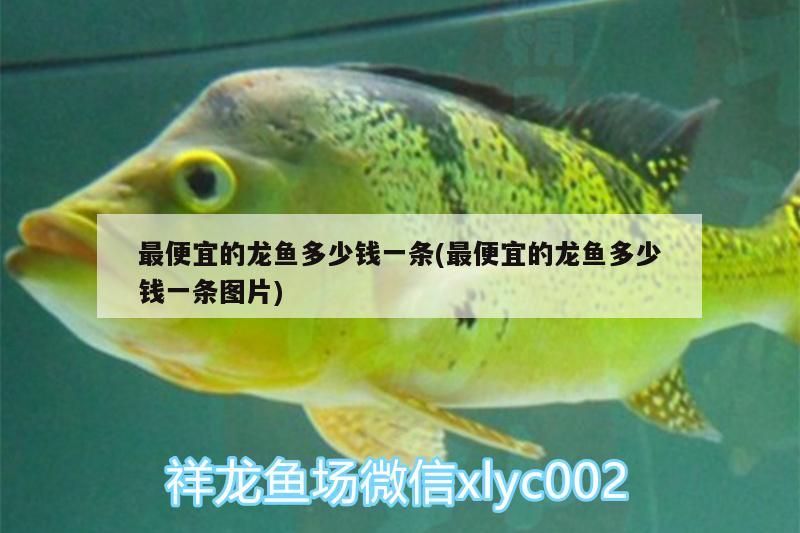 最便宜的龍魚多少錢一條(最便宜的龍魚多少錢一條圖片)