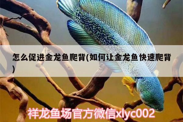 怎么促進(jìn)金龍魚爬背(如何讓金龍魚快速爬背)