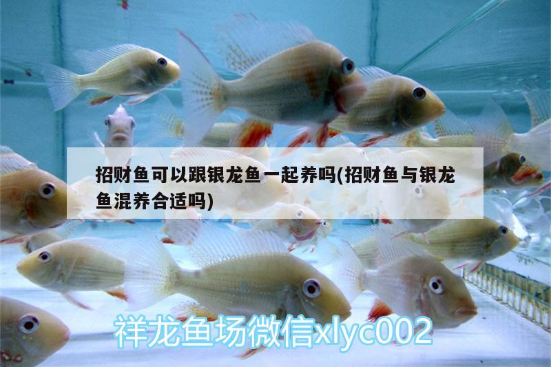 招財魚可以跟銀龍魚一起養(yǎng)嗎(招財魚與銀龍魚混養(yǎng)合適嗎) 銀龍魚百科