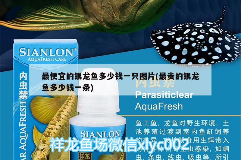 最便宜的銀龍魚多少錢一只圖片(最貴的銀龍魚多少錢一條)