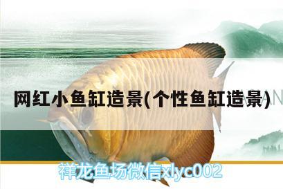 網(wǎng)紅小魚缸造景(個性魚缸造景) 白子黑帝王魟魚