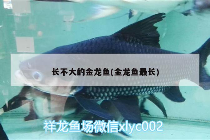 長不大的金龍魚(金龍魚最長) PH調(diào)節(jié)劑