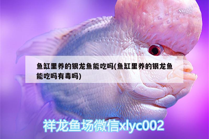 魚缸里養(yǎng)的銀龍魚能吃嗎(魚缸里養(yǎng)的銀龍魚能吃嗎有毒嗎)