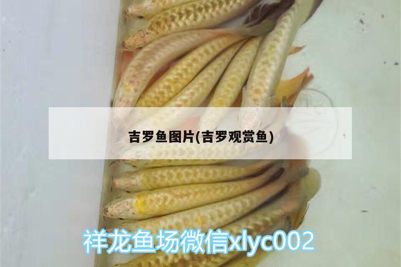 吉羅魚圖片(吉羅觀賞魚)