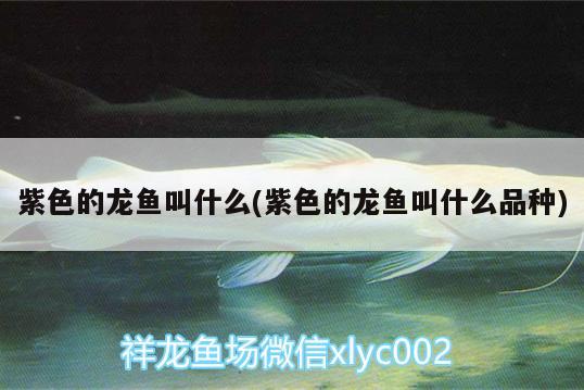 紫色的龍魚叫什么(紫色的龍魚叫什么品種)