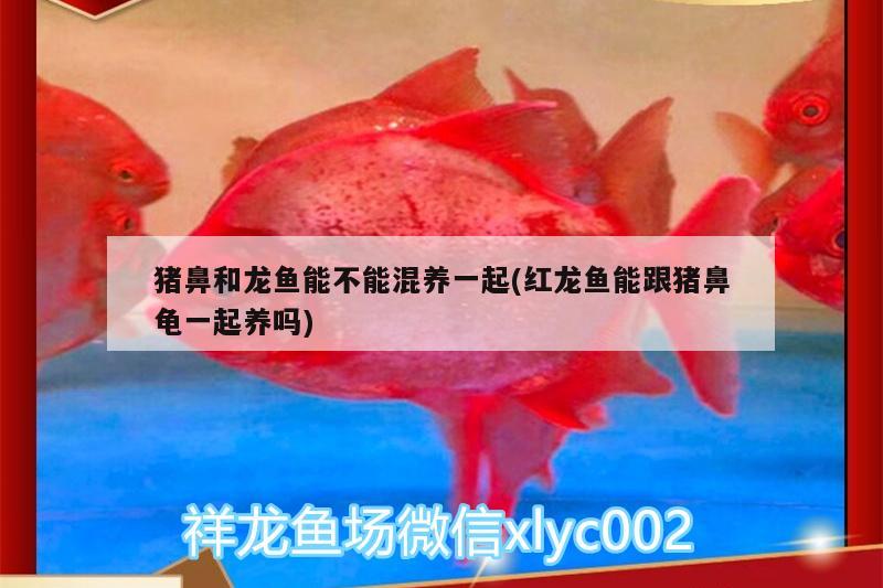 豬鼻和龍魚能不能混養(yǎng)一起(紅龍魚能跟豬鼻龜一起養(yǎng)嗎)