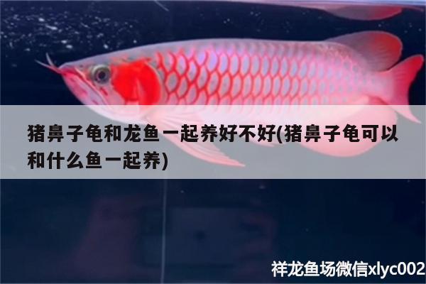 豬鼻子龜和龍魚一起養(yǎng)好不好(豬鼻子龜可以和什么魚一起養(yǎng)) 烏龜