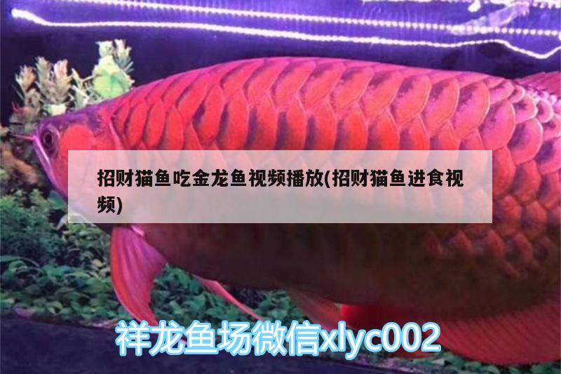 招財(cái)貓魚(yú)吃金龍魚(yú)視頻播放(招財(cái)貓魚(yú)進(jìn)食視頻) 黃金貓魚(yú)