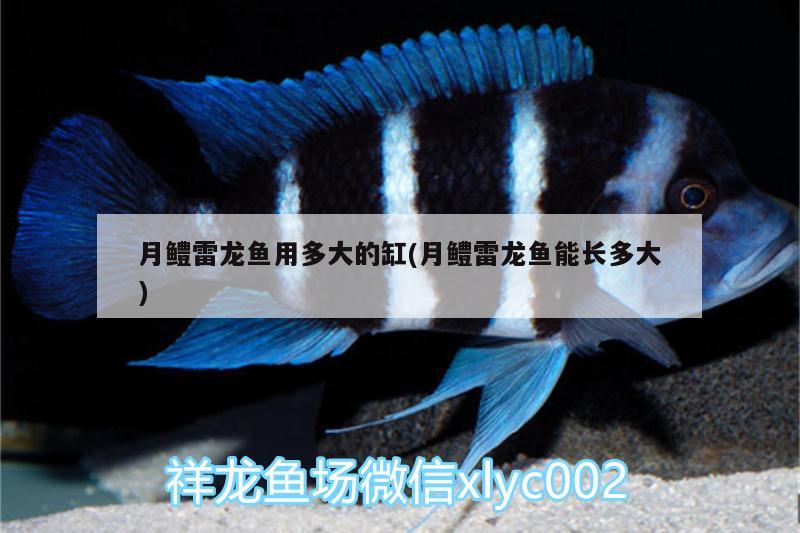 月鱧雷龍魚用多大的缸(月鱧雷龍魚能長多大) 斑馬狗頭魚