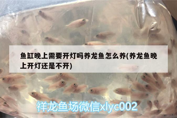 魚缸晚上需要開燈嗎養(yǎng)龍魚怎么養(yǎng)(養(yǎng)龍魚晚上開燈還是不開) 星點(diǎn)金龍魚