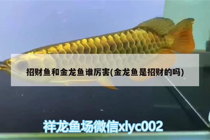 招財(cái)魚(yú)和金龍魚(yú)誰(shuí)厲害(金龍魚(yú)是招財(cái)?shù)膯? 硝化細(xì)菌