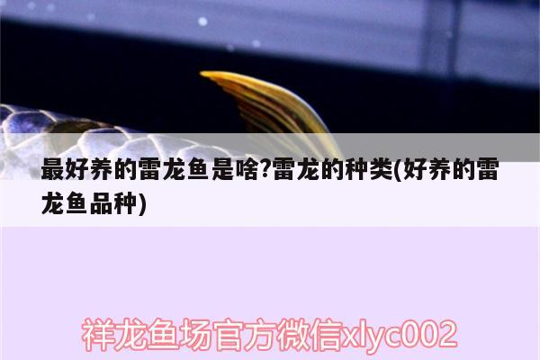 最好養(yǎng)的雷龍魚是啥?雷龍的種類(好養(yǎng)的雷龍魚品種) 肥料