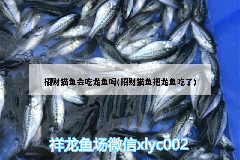 招財(cái)貓魚(yú)會(huì)吃龍魚(yú)嗎(招財(cái)貓魚(yú)把龍魚(yú)吃了) 狗仔（招財(cái)貓)魚(yú)苗