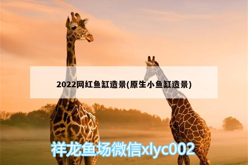 2022網(wǎng)紅魚缸造景(原生小魚缸造景) 錦鯉池魚池建設