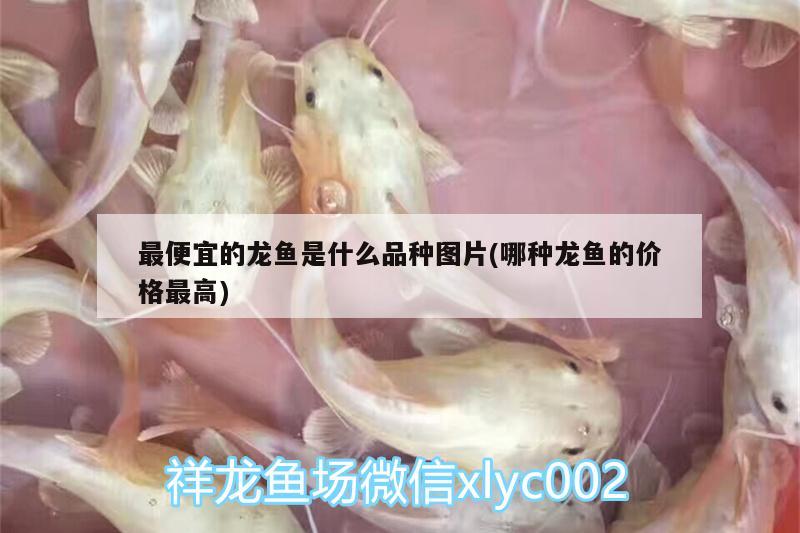 最便宜的龍魚是什么品種圖片(哪種龍魚的價格最高)