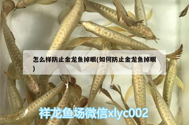 怎么樣防止金龍魚掉眼(如何防止金龍魚掉眼)