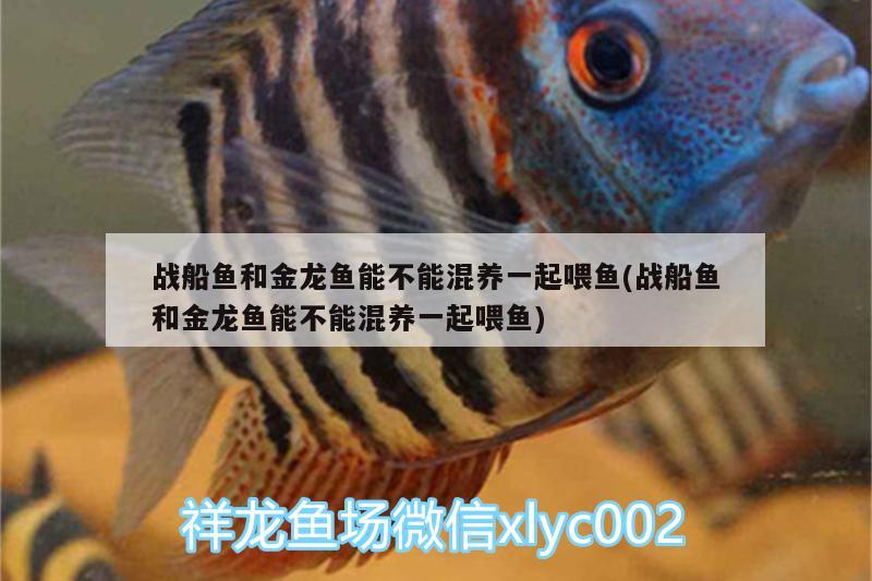 戰(zhàn)船魚和金龍魚能不能混養(yǎng)一起喂魚(戰(zhàn)船魚和金龍魚能不能混養(yǎng)一起喂魚) 祥龍傳奇品牌魚缸