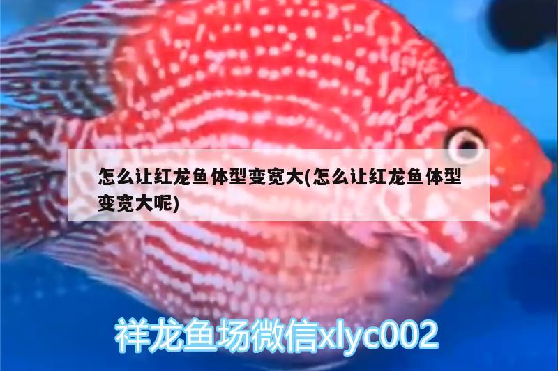 怎么讓紅龍魚體型變寬大(怎么讓紅龍魚體型變寬大呢)