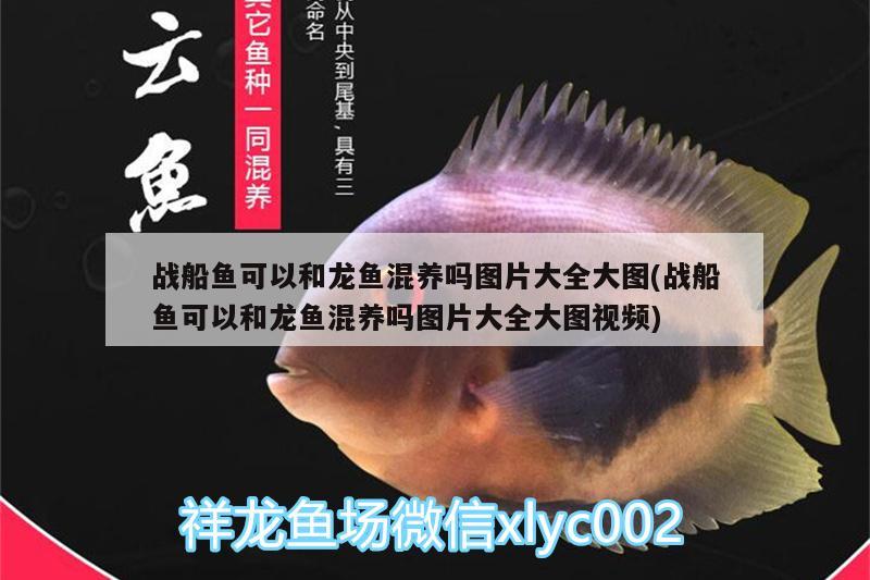 戰(zhàn)船魚可以和龍魚混養(yǎng)嗎圖片大全大圖(戰(zhàn)船魚可以和龍魚混養(yǎng)嗎圖片大全大圖視頻)