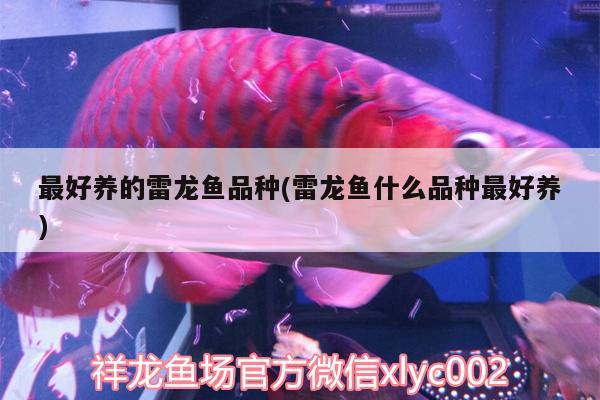 最好養(yǎng)的雷龍魚品種(雷龍魚什么品種最好養(yǎng)) 印尼虎苗