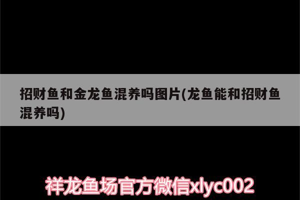 招財魚和金龍魚混養(yǎng)嗎圖片(龍魚能和招財魚混養(yǎng)嗎) 名貴錦鯉魚