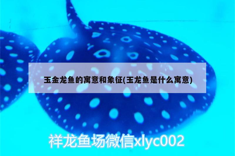 玉金龍魚的寓意和象征(玉龍魚是什么寓意) 金龍福龍魚