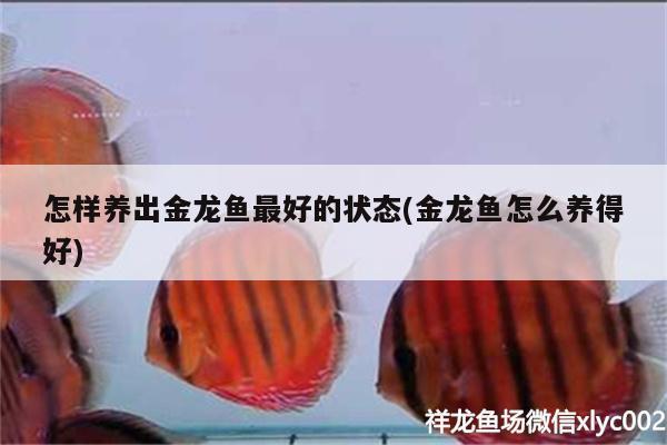 怎樣養(yǎng)出金龍魚最好的狀態(tài)(金龍魚怎么養(yǎng)得好)